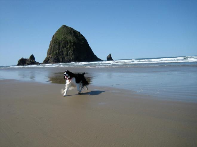 Domino Designer on Cannon Beach, OR